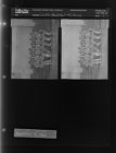 Ladies Basketball Pictures (2 Negatives (November 8, 1967) [Sleeve 17, Folder b, Box 44]